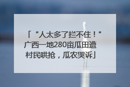 “人太多了拦不住！”广西一地280亩瓜田遭村民哄抢，瓜农哭诉