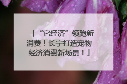 “它经济”领跑新消费！长宁打造宠物经济消费新场景！