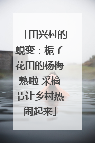 田兴村的蜕变：栀子花田的杨梅熟啦 采摘节让乡村热闹起来