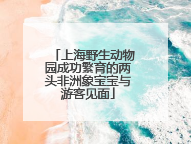 上海野生动物园成功繁育的两头非洲象宝宝与游客见面