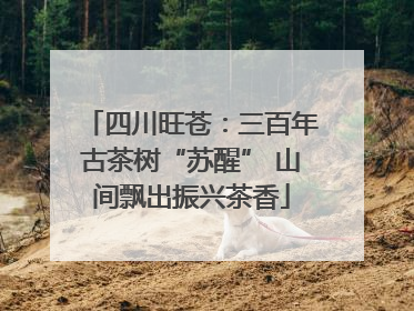 四川旺苍：三百年古茶树“苏醒” 山间飘出振兴茶香