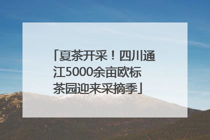 夏茶开采！四川通江5000余亩欧标茶园迎来采摘季