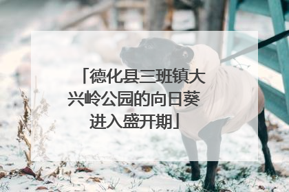 德化县三班镇大兴岭公园的向日葵进入盛开期