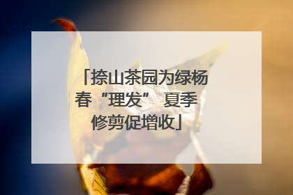 捺山茶园为绿杨春“理发” 夏季修剪促增收