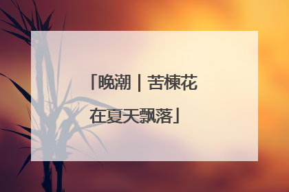 晚潮｜苦楝花在夏天飘落
