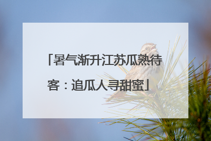 暑气渐升江苏瓜熟待客：追瓜人寻甜蜜
