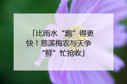 比雨水“跑”得更快！慈溪梅农与天争“鲜”忙抢收