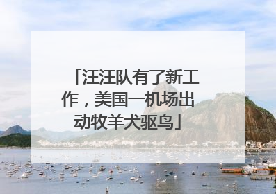 汪汪队有了新工作，美国一机场出动牧羊犬驱鸟