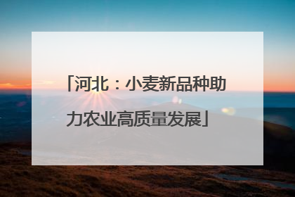 河北：小麦新品种助力农业高质量发展