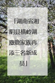 湖南省湘阴县横岭湖麋鹿家族再添三名新成员