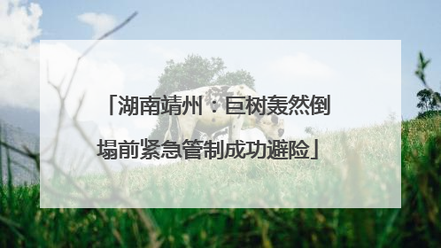 湖南靖州：巨树轰然倒塌前紧急管制成功避险