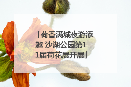 荷香满城夜游添趣 沙湖公园第11届荷花展开展
