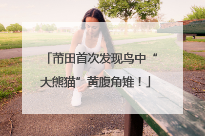 莆田首次发现鸟中“大熊猫”黄腹角雉！