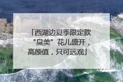 西湖边夏季限定款“臭美”花儿盛开，高颜值，只可远观