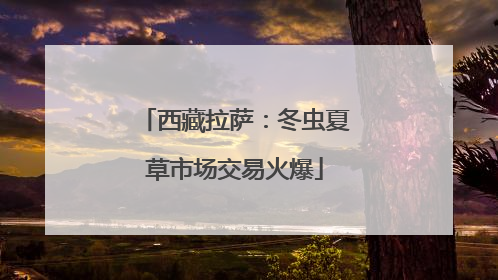 西藏拉萨：冬虫夏草市场交易火爆