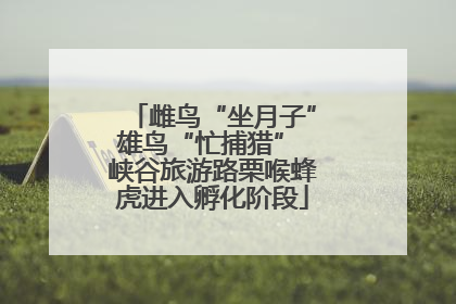 雌鸟“坐月子”雄鸟“忙捕猎” 峡谷旅游路栗喉蜂虎进入孵化阶段
