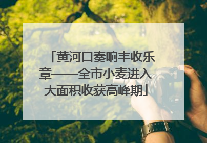 黄河口奏响丰收乐章——全市小麦进入大面积收获高峰期