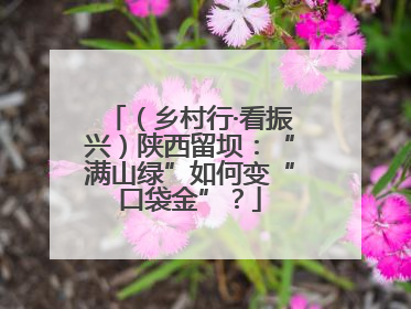 （乡村行·看振兴）陕西留坝：“满山绿”如何变“口袋金”？