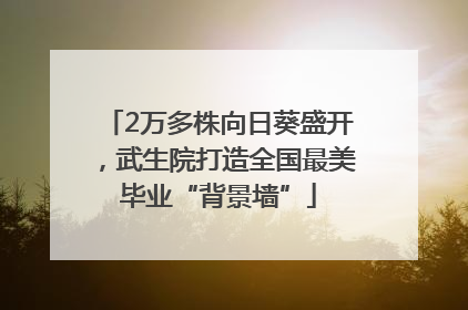 2万多株向日葵盛开，武生院打造全国最美毕业“背景墙”