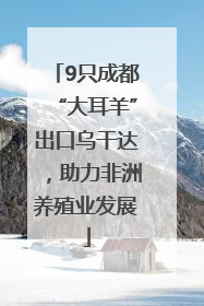 9只成都“大耳羊”出口乌干达，助力非洲养殖业发展